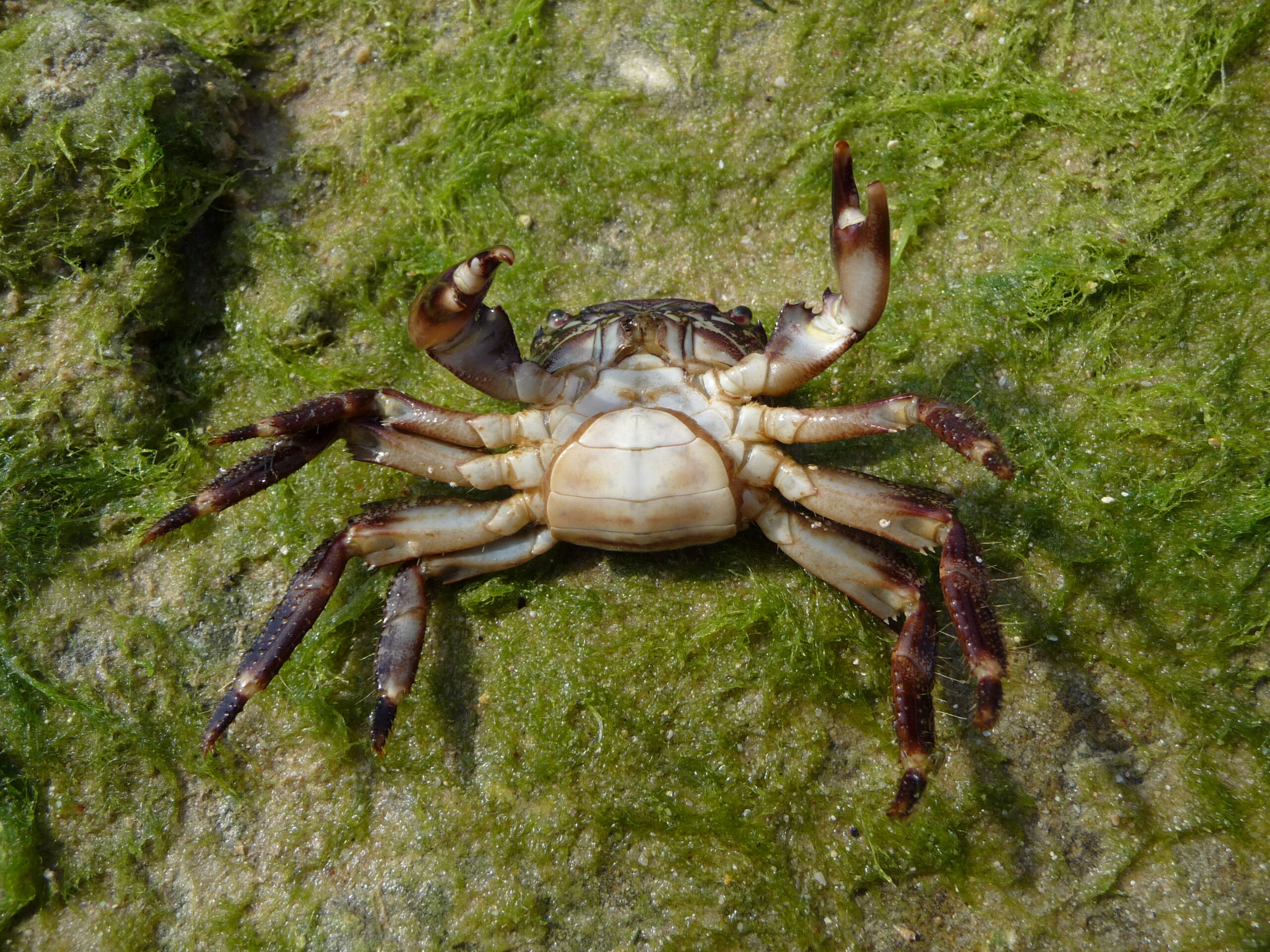 Pachygrapsus marmoratus 2009 G1