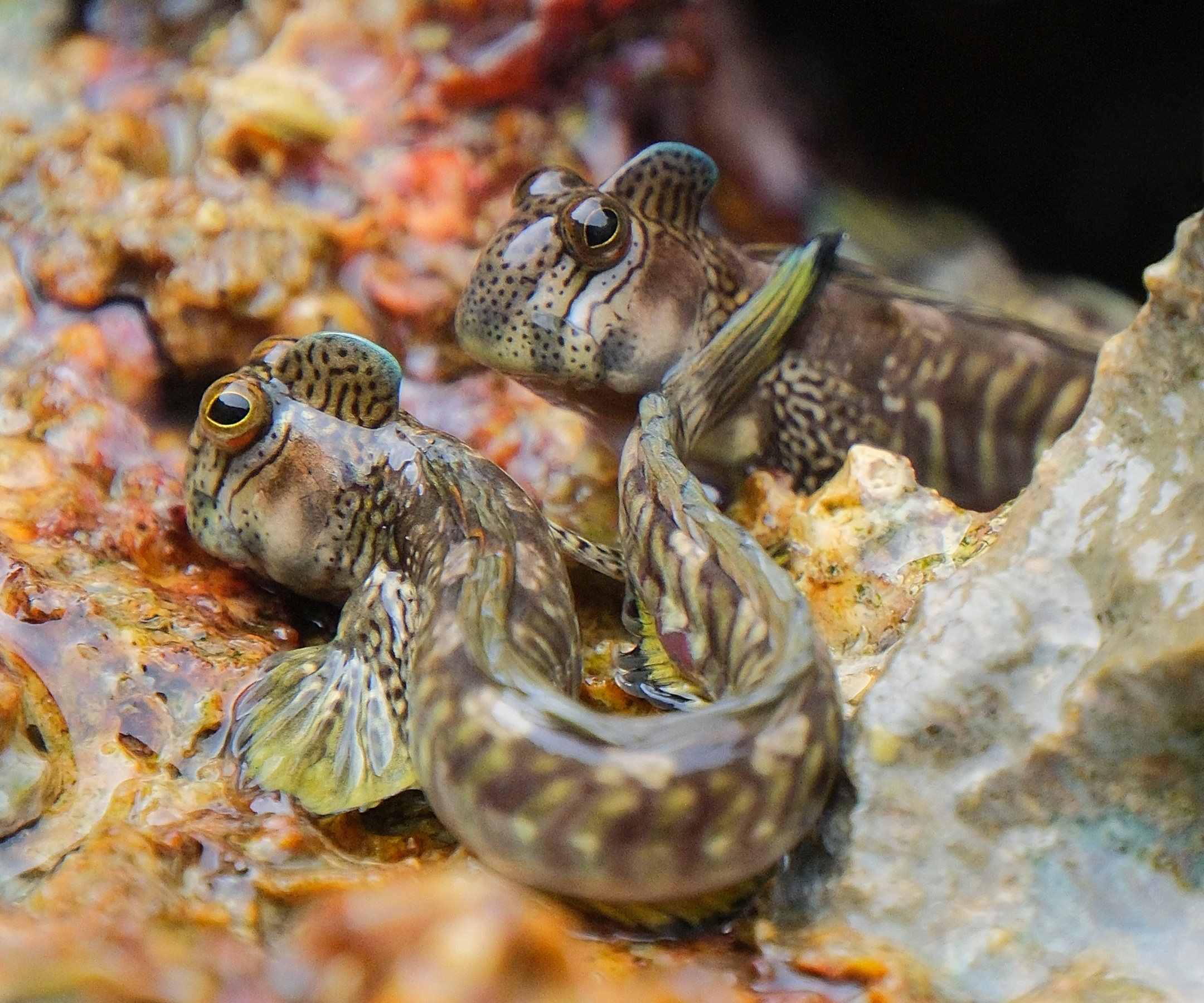 Pacific leaping blennies sitting on colourful coral rock (Niue)
