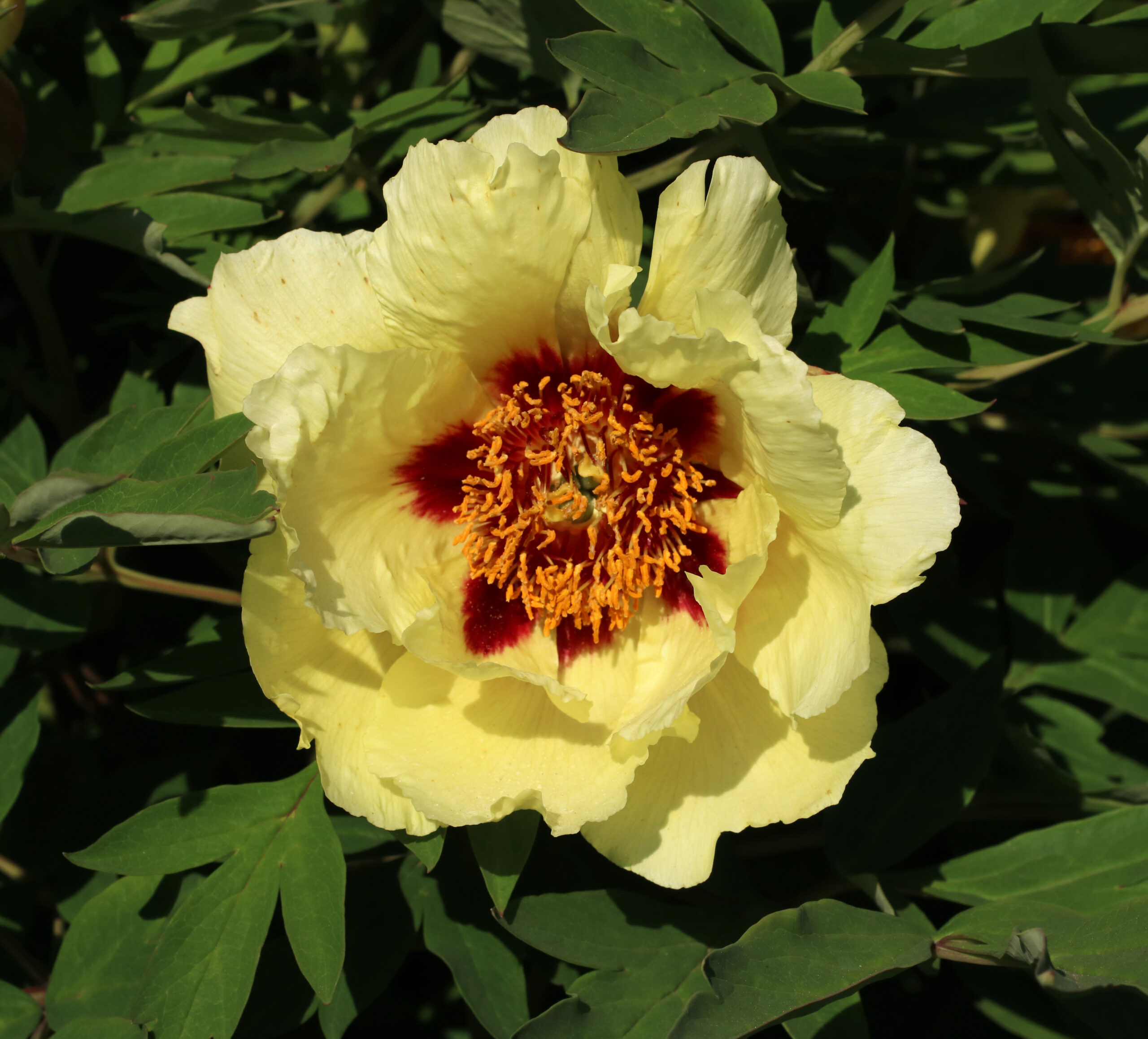 Paeonia Hai Huang 2016 G2