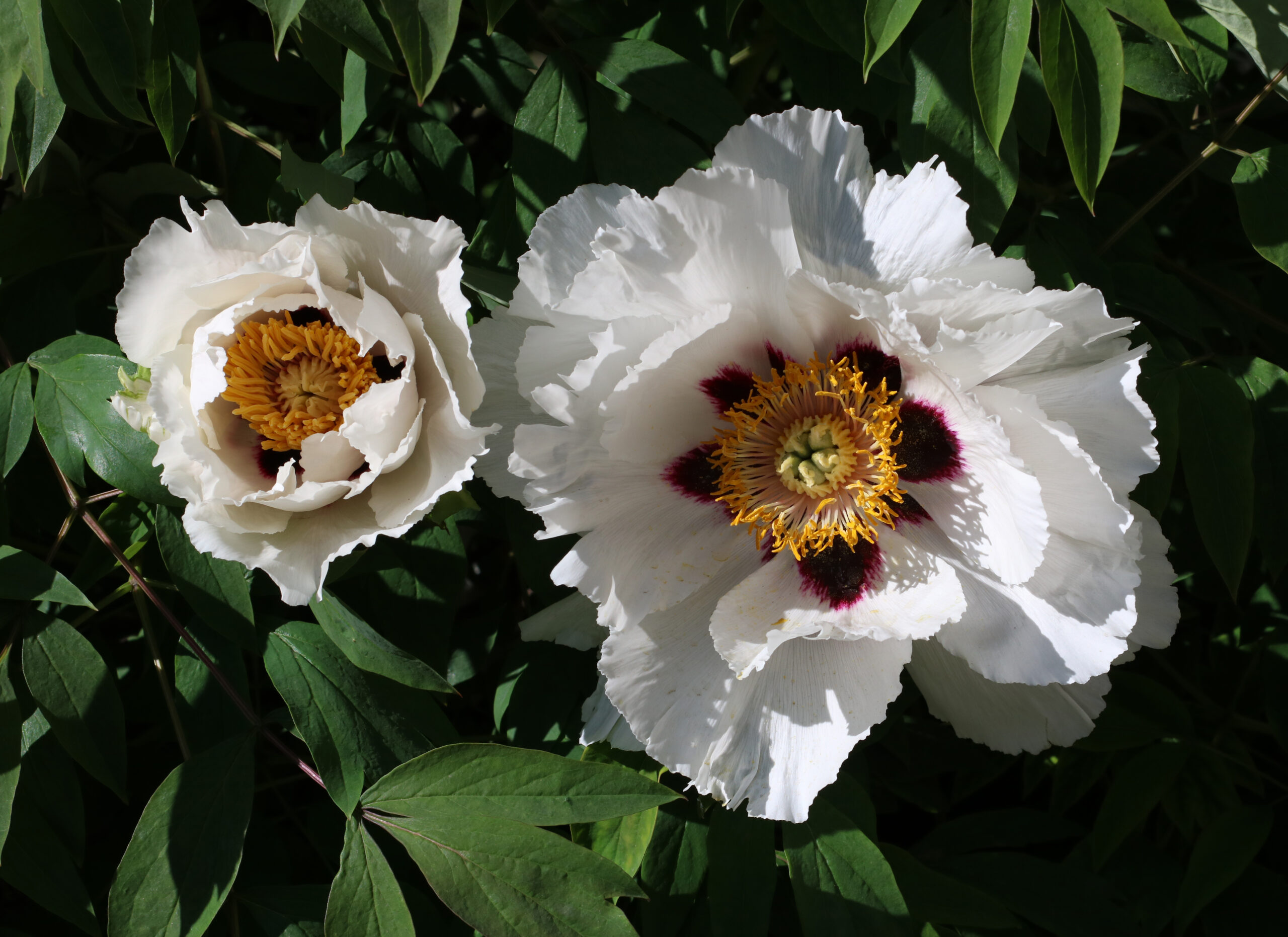 Paeonia rockii 2020 G2