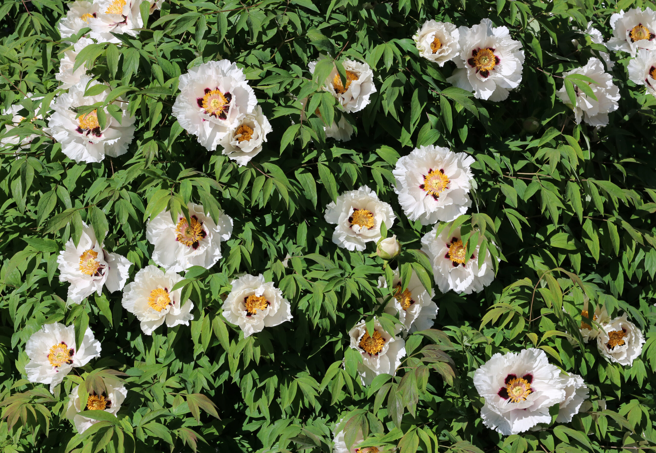 Paeonia rockii 2020 G3