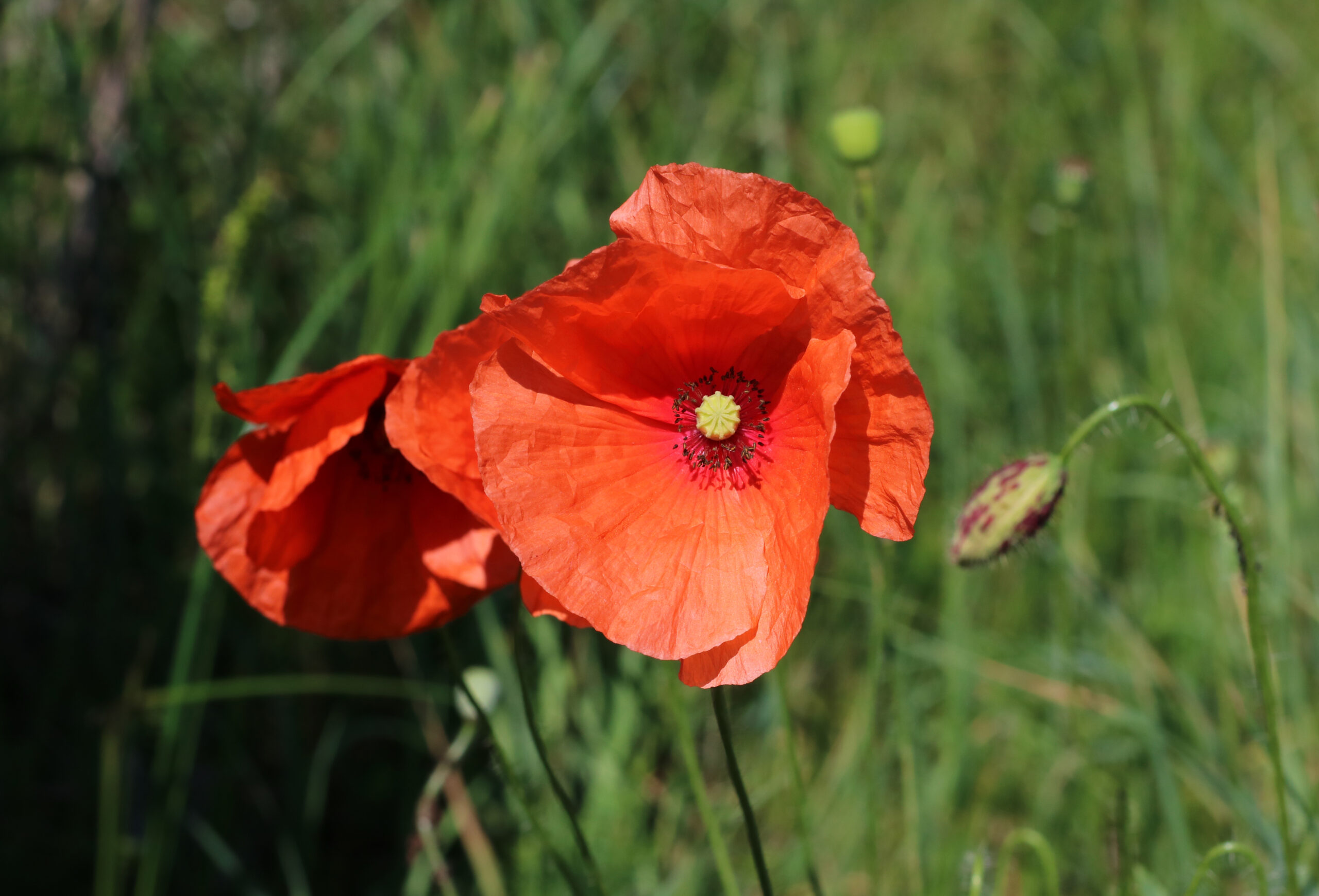 Papaver rhoeas 2017 G3