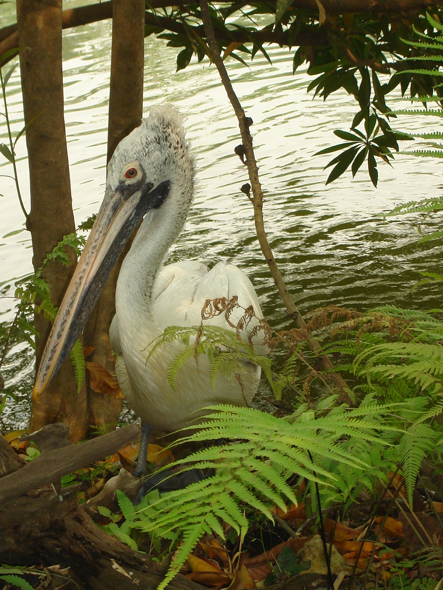 Pelecanus philippensis