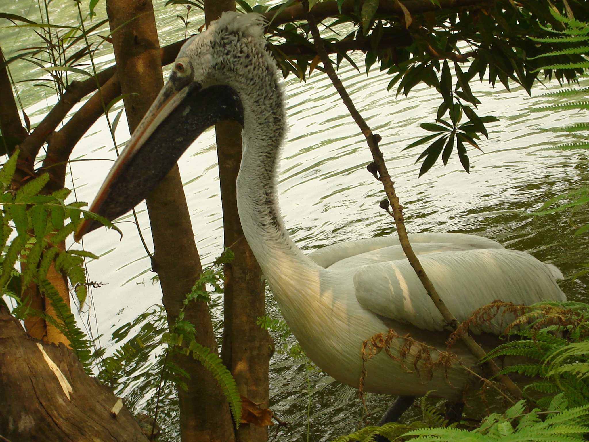 Pelecanus philippensis 2