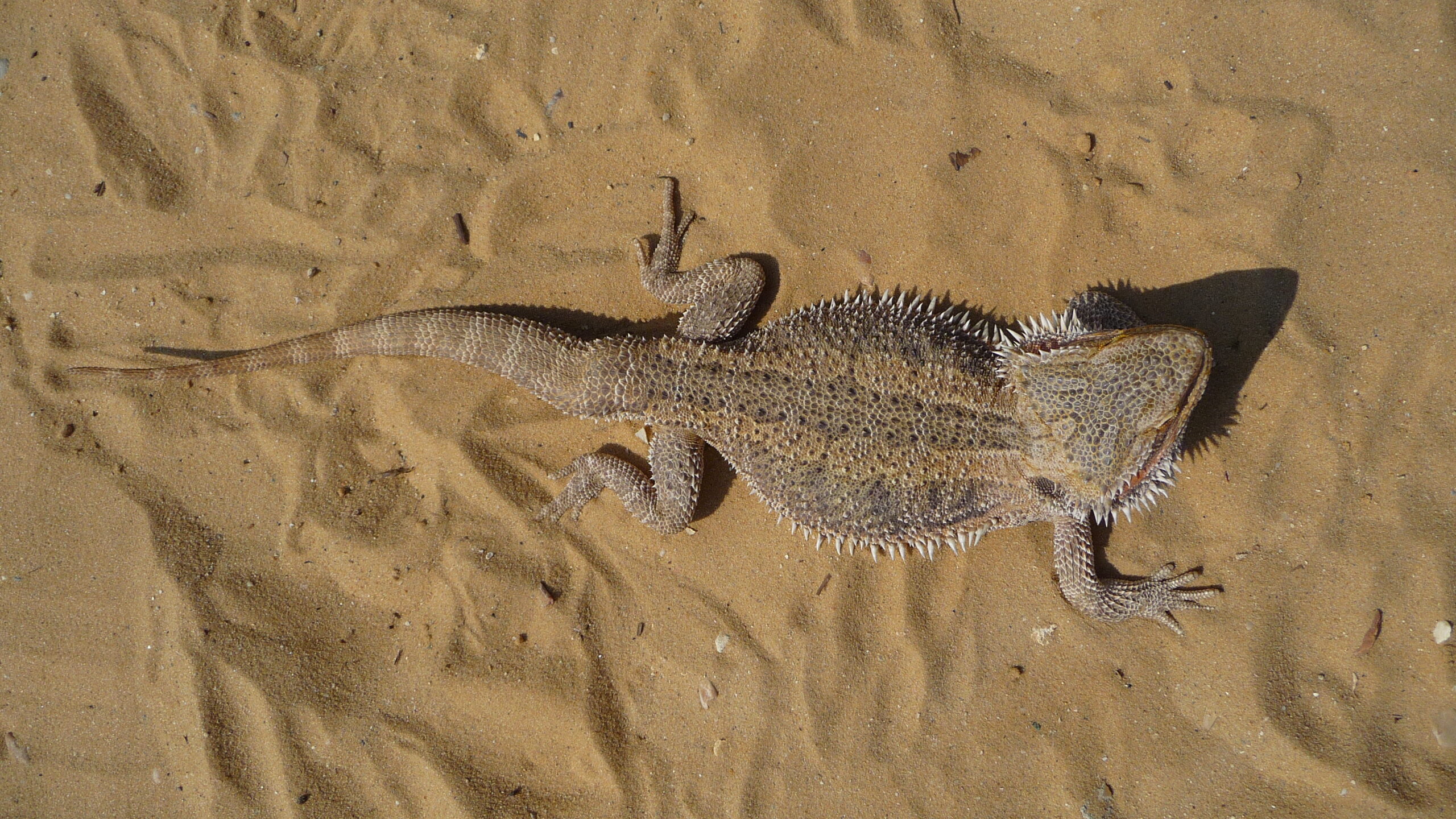 Pogona vitticeps 2009 G2