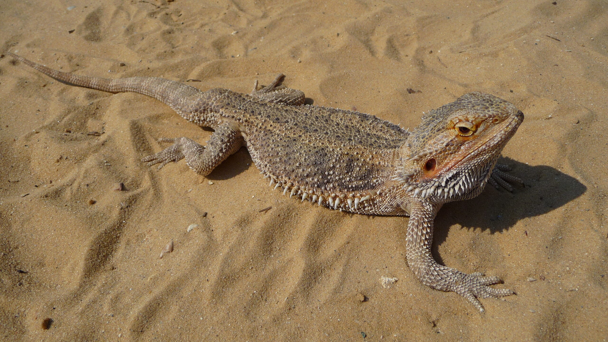 Pogona vitticeps 2009 G3