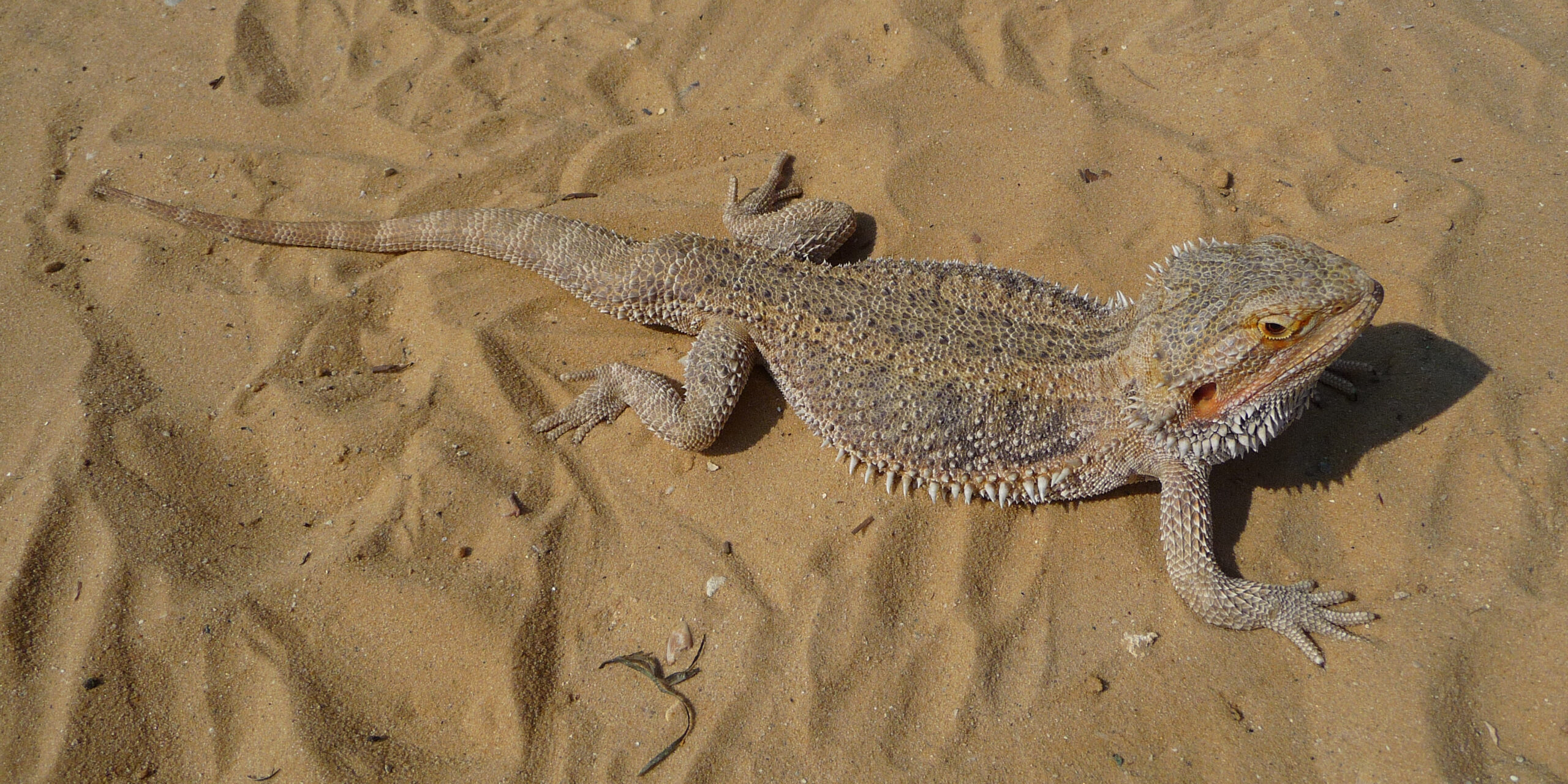 Pogona vitticeps 2009 G4