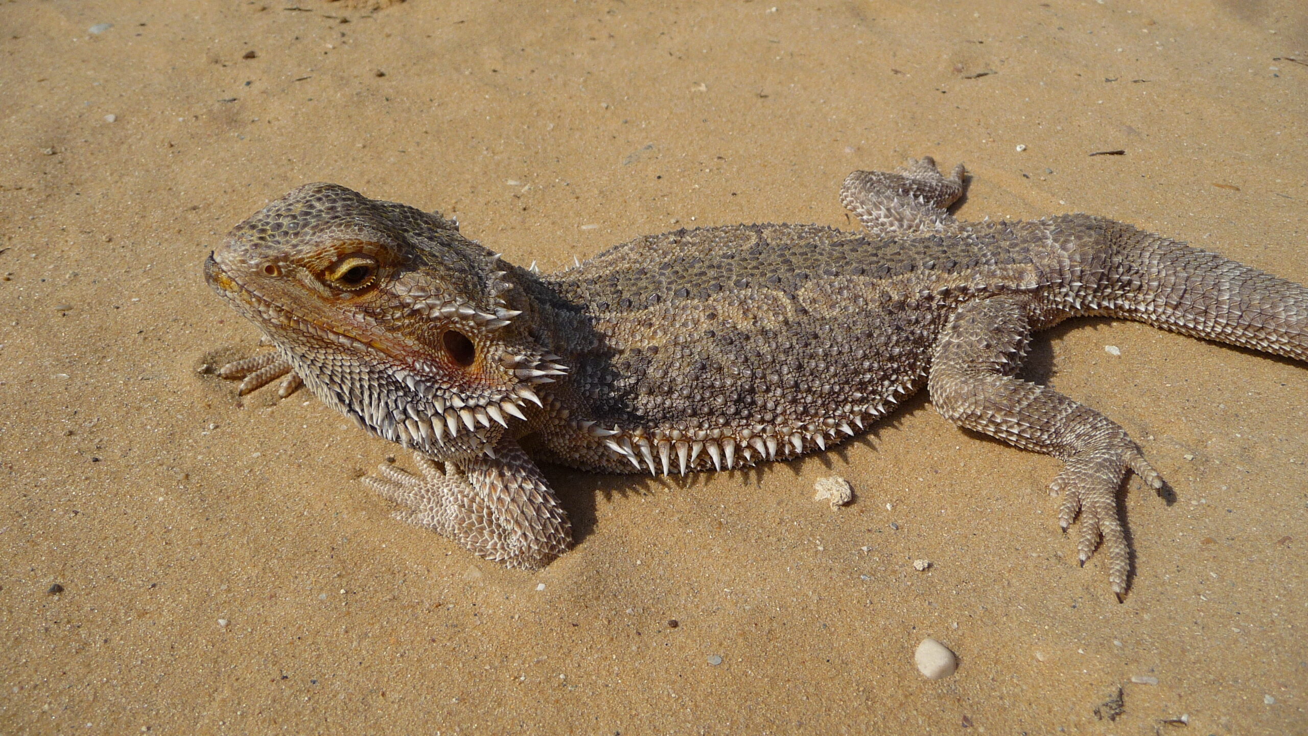 Pogona vitticeps close-up 2009 G2