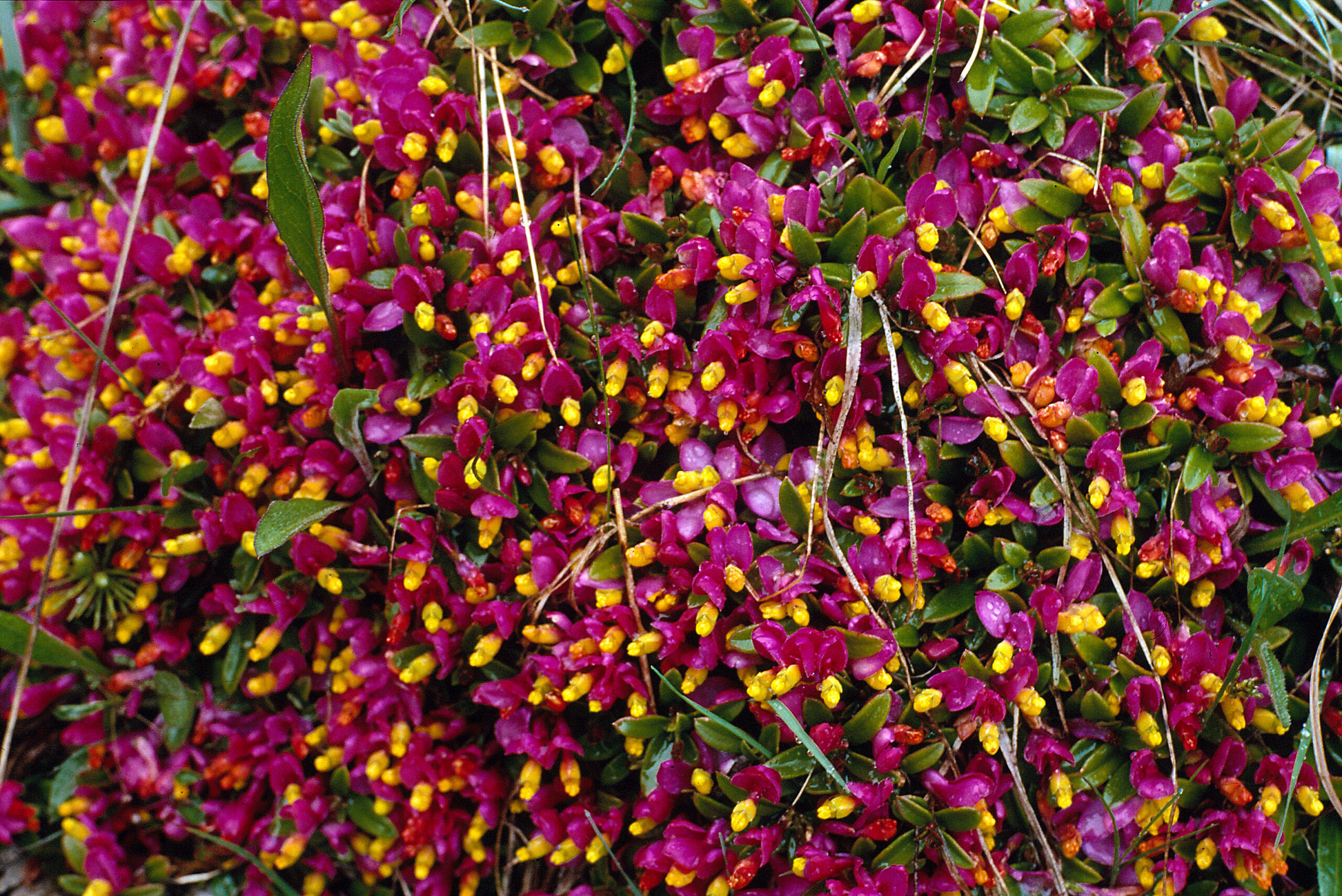 Polygala chamaebuxus - 077