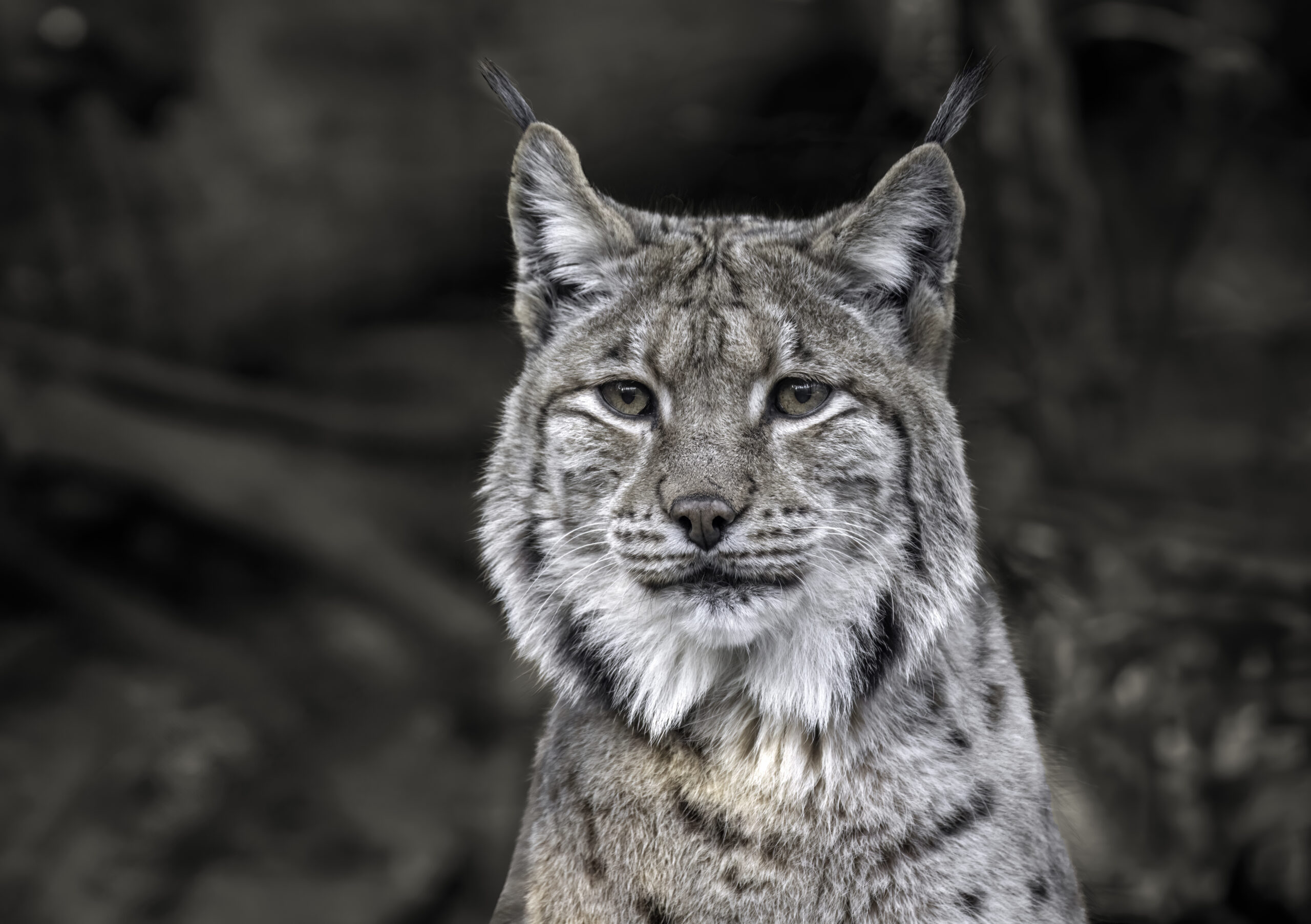 Portrait of a Carpathian Lynx