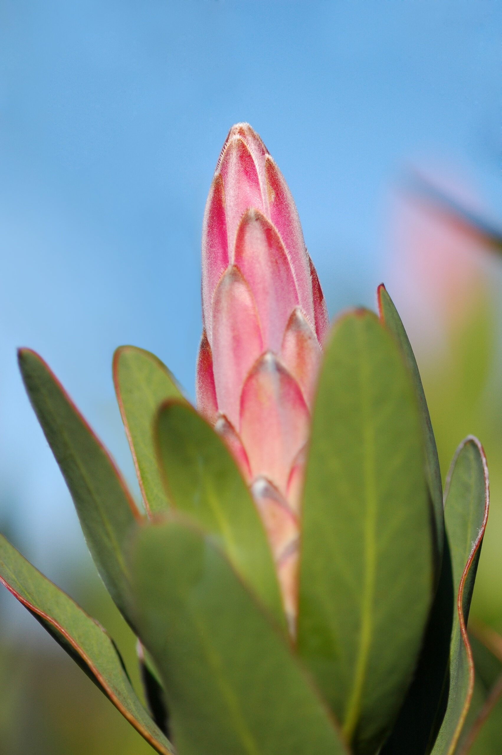 Protea compacta-001