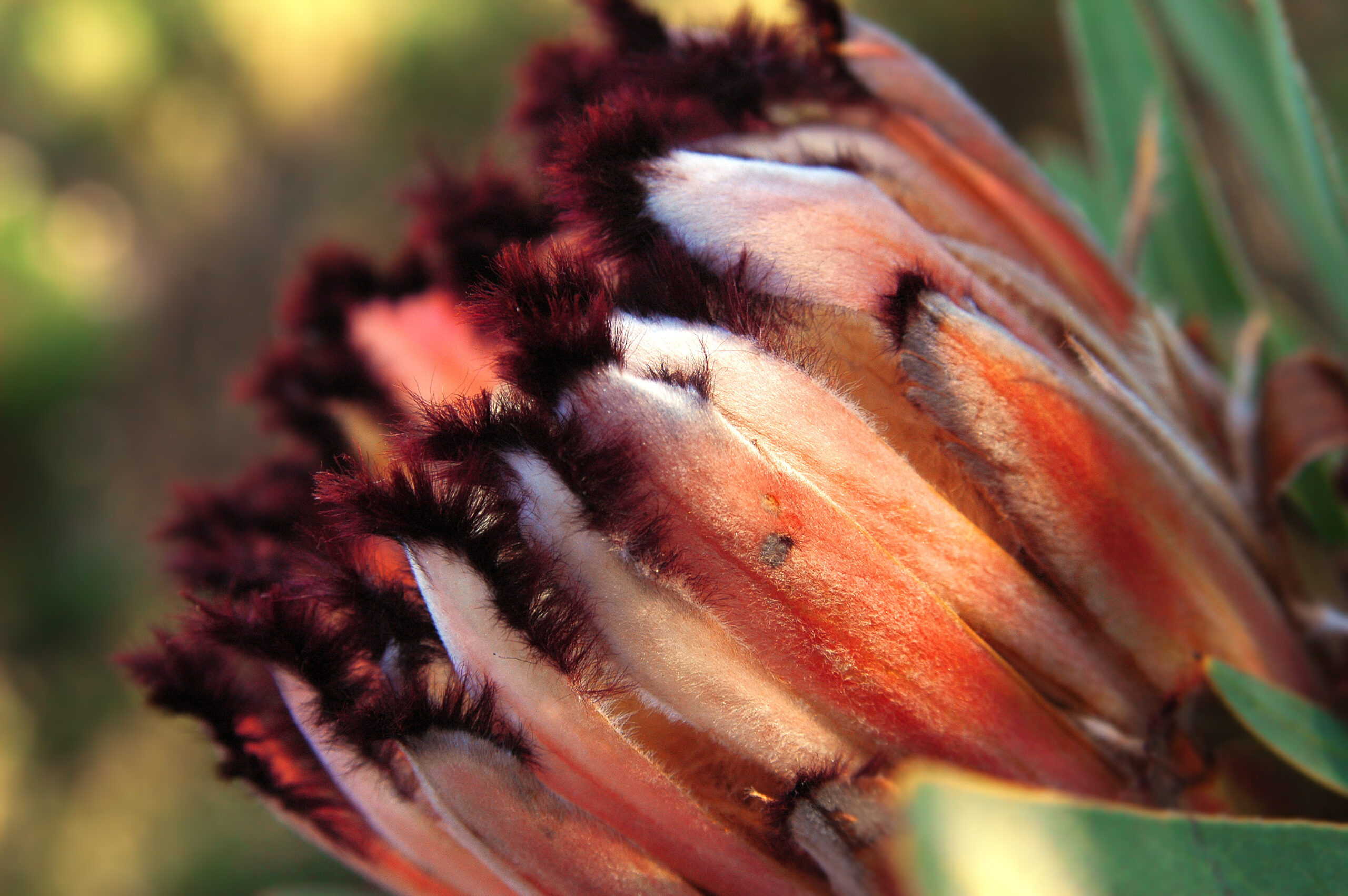 Protea neriifolia-001