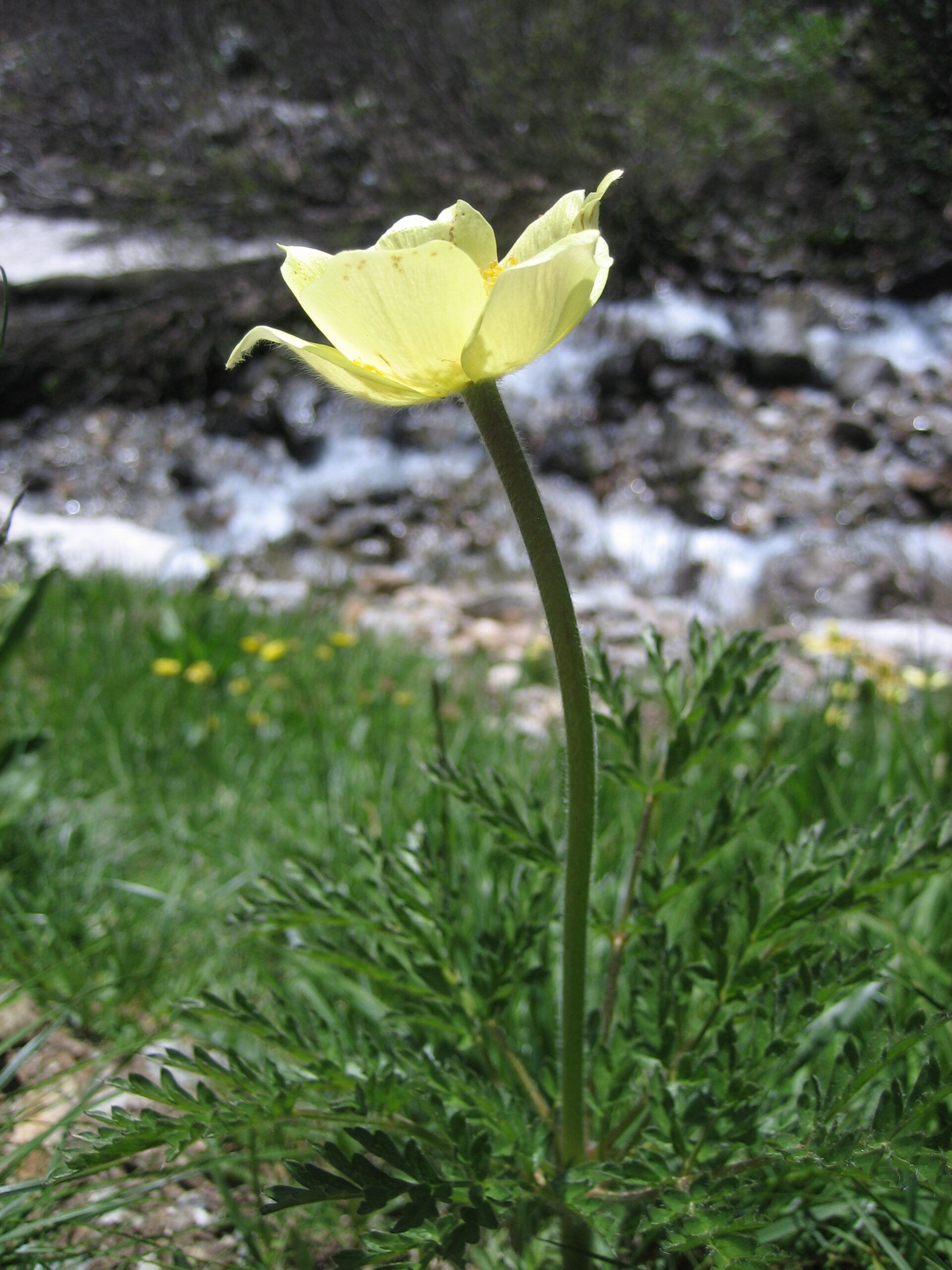 Pulsatilla alpina subsp. apiifolia 04