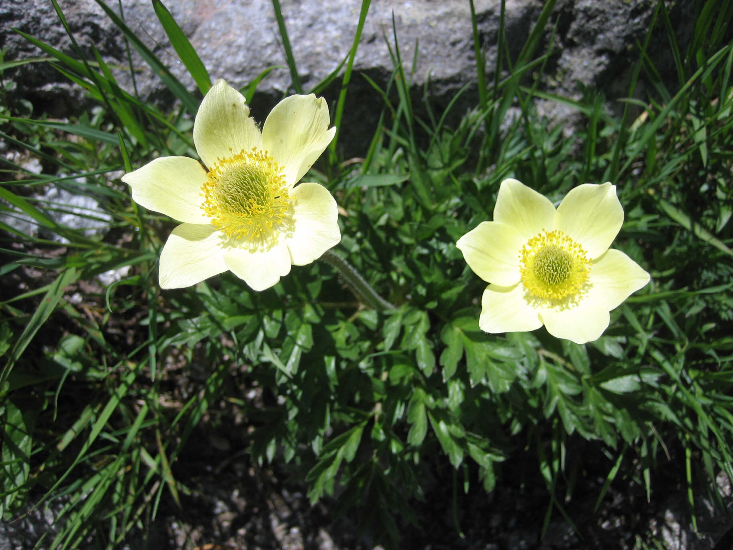 Pulsatilla alpina subsp. apiifolia 05