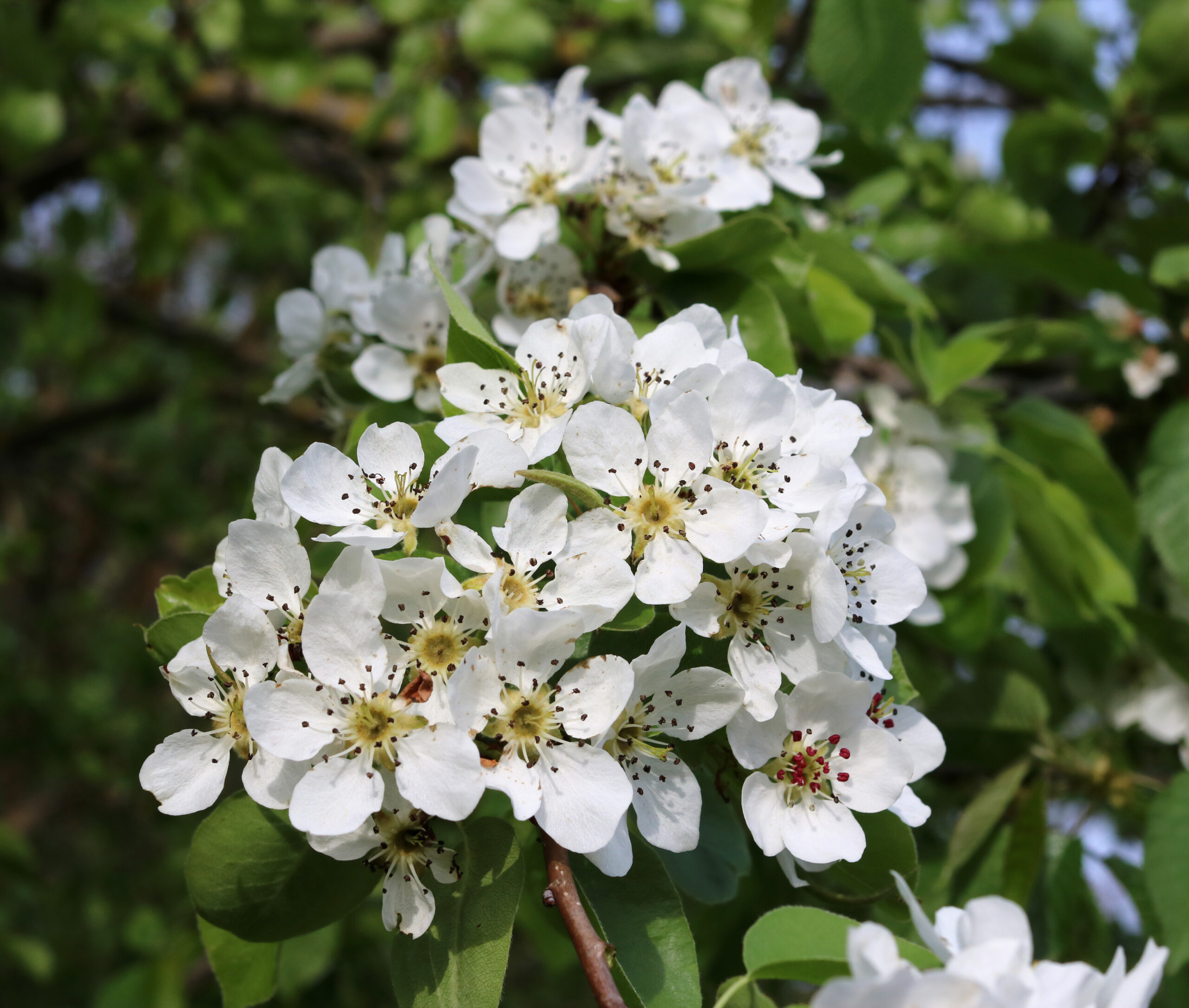 Pyrus communis flowers 2019 G1