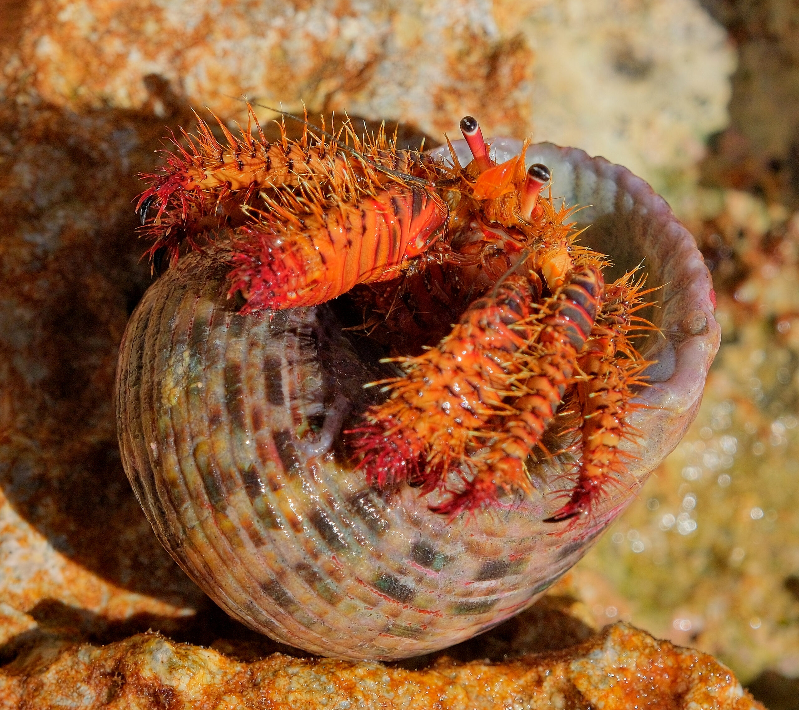 Red hermit crab looking out of its snail shell (Niue)