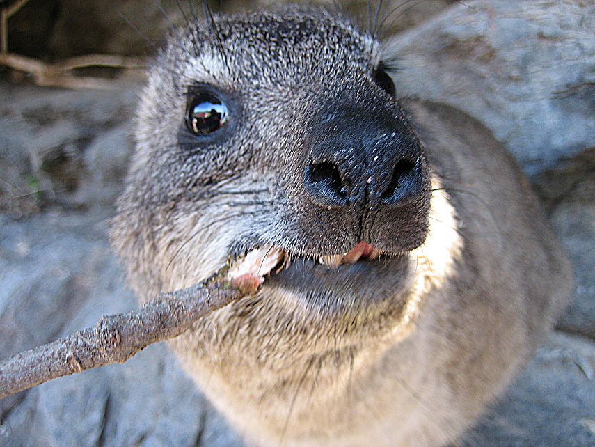 Rock Dassie 010