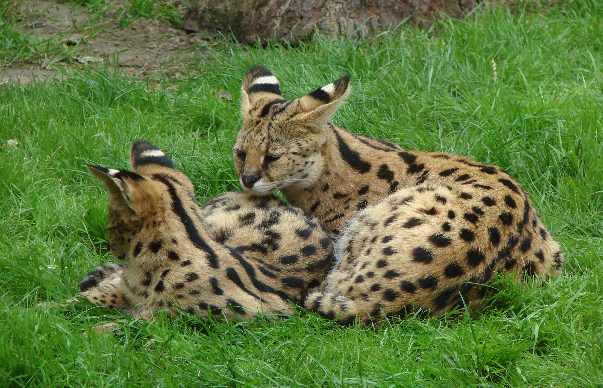 Servals Thoiry 19801