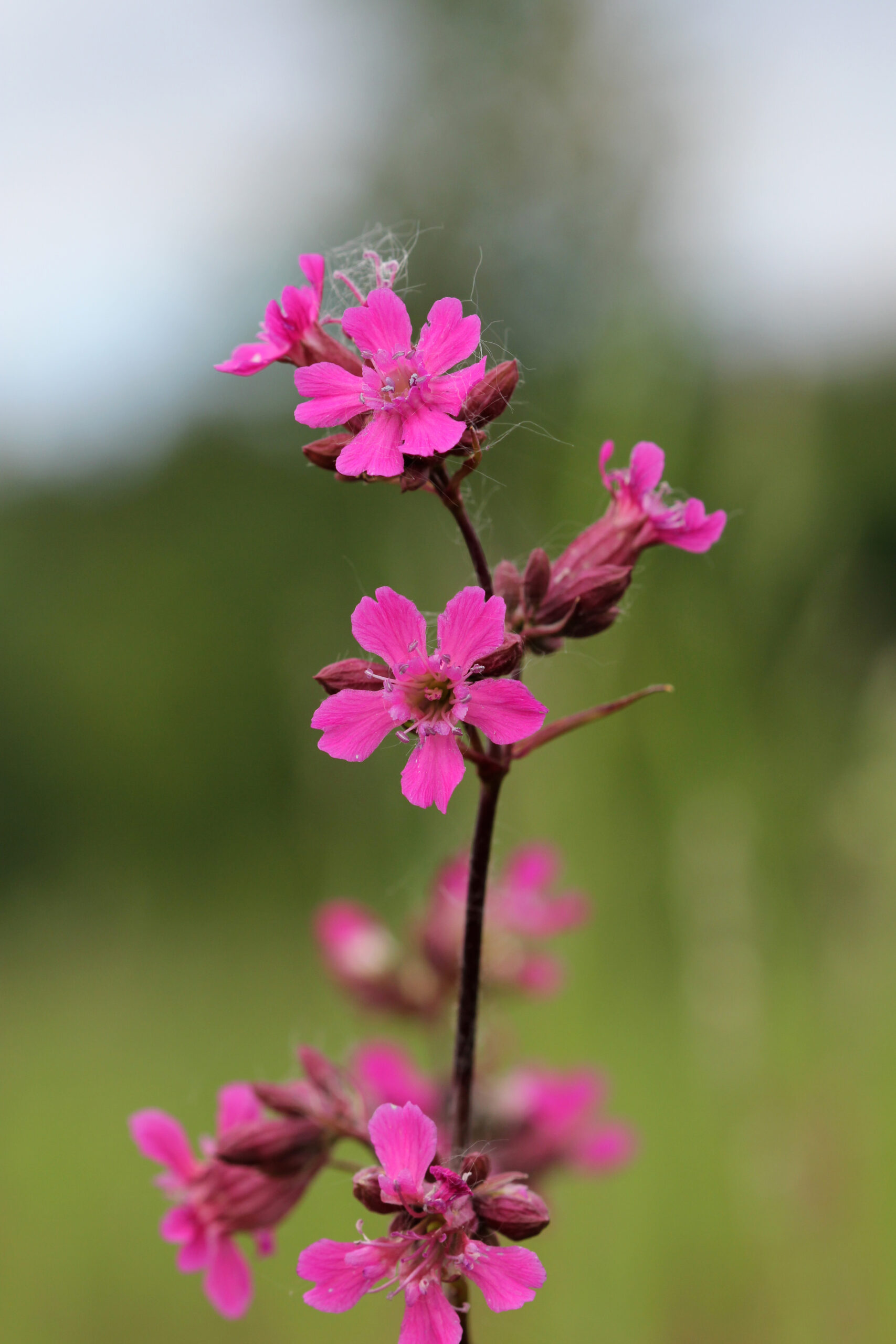 Silene viscaria 2013 G1