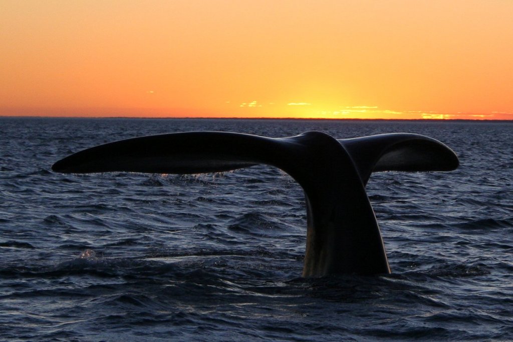 Southern right whale10