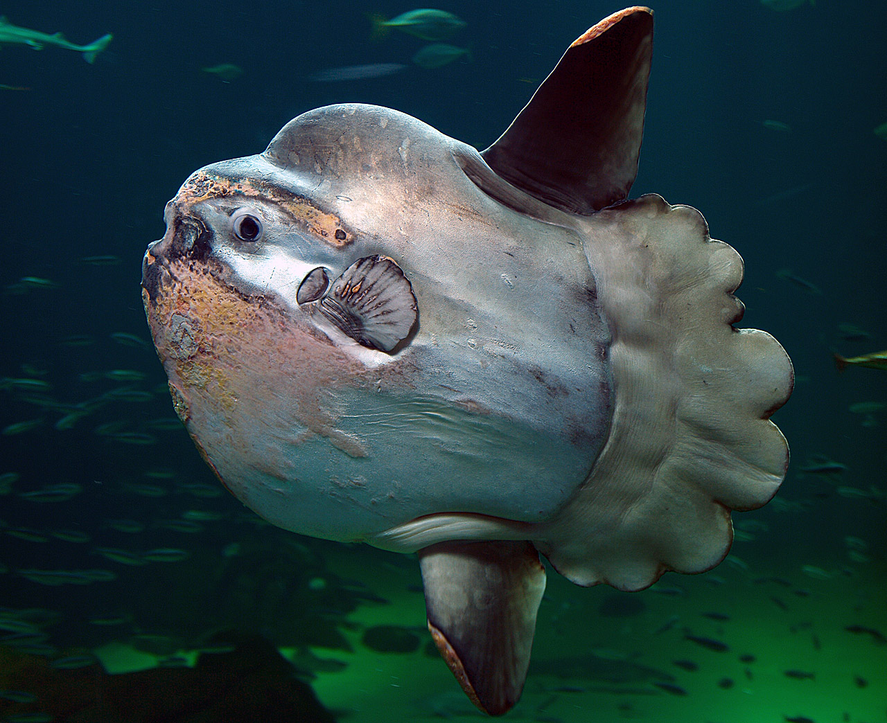 Sunfish2