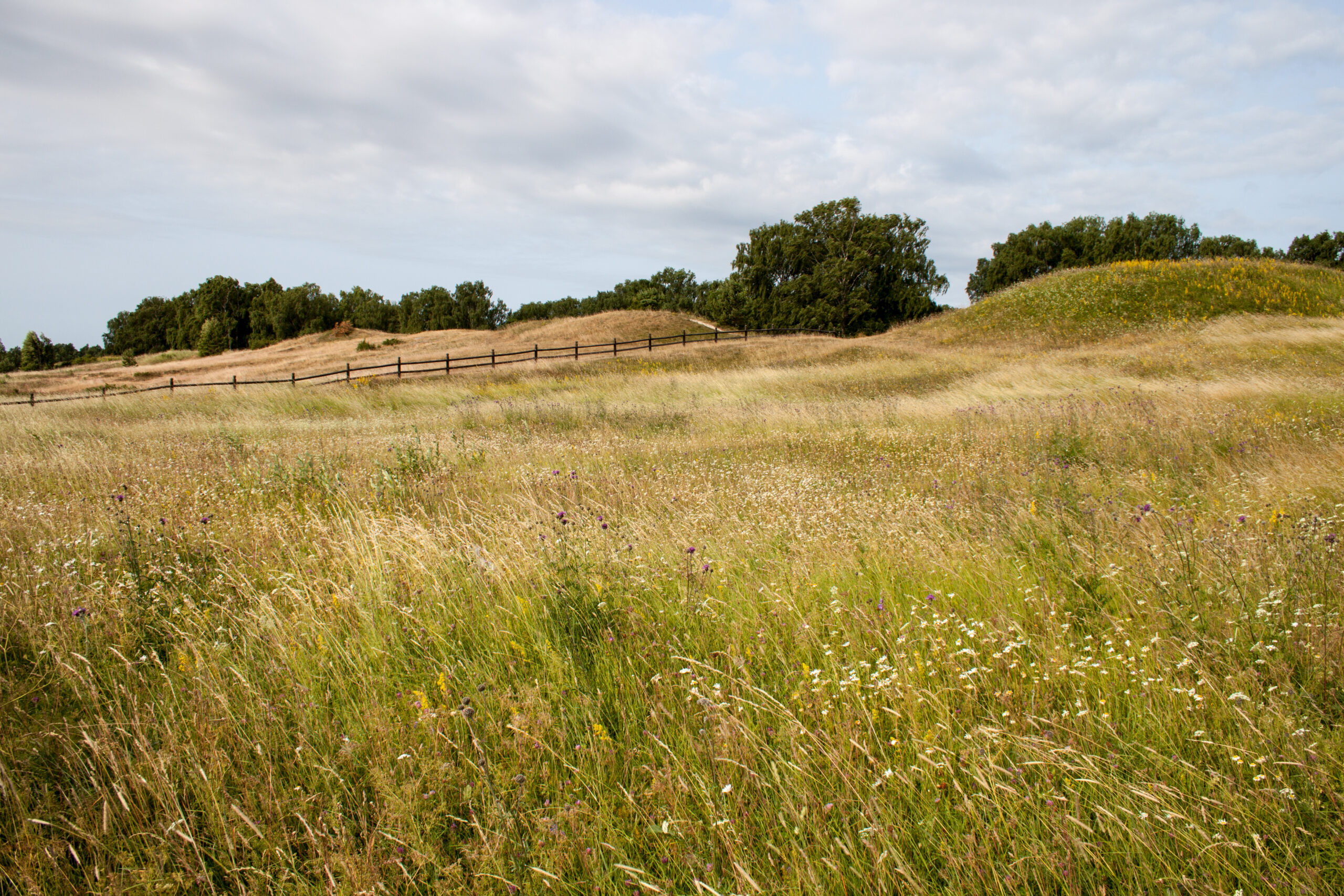The lower mounds in Gamla Uppsala, with characteristic grass