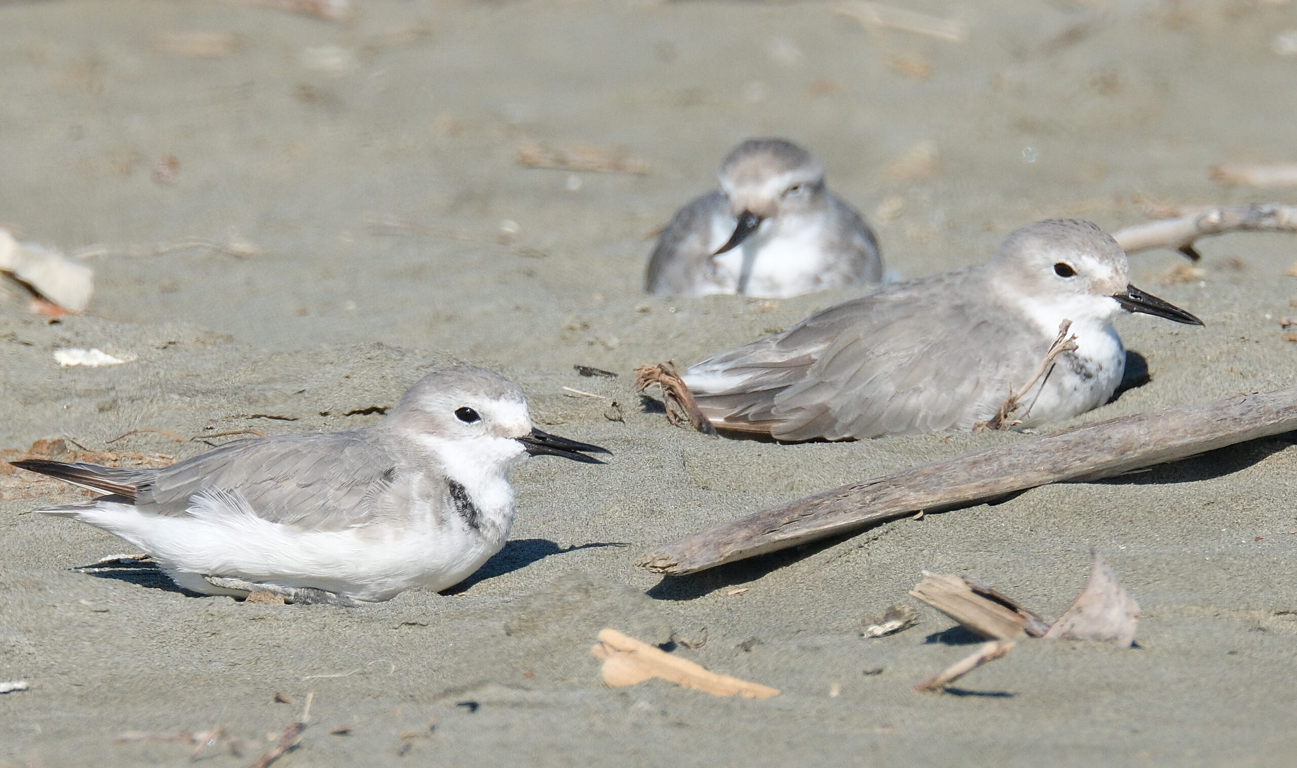 Three wrybills sitting in the sand