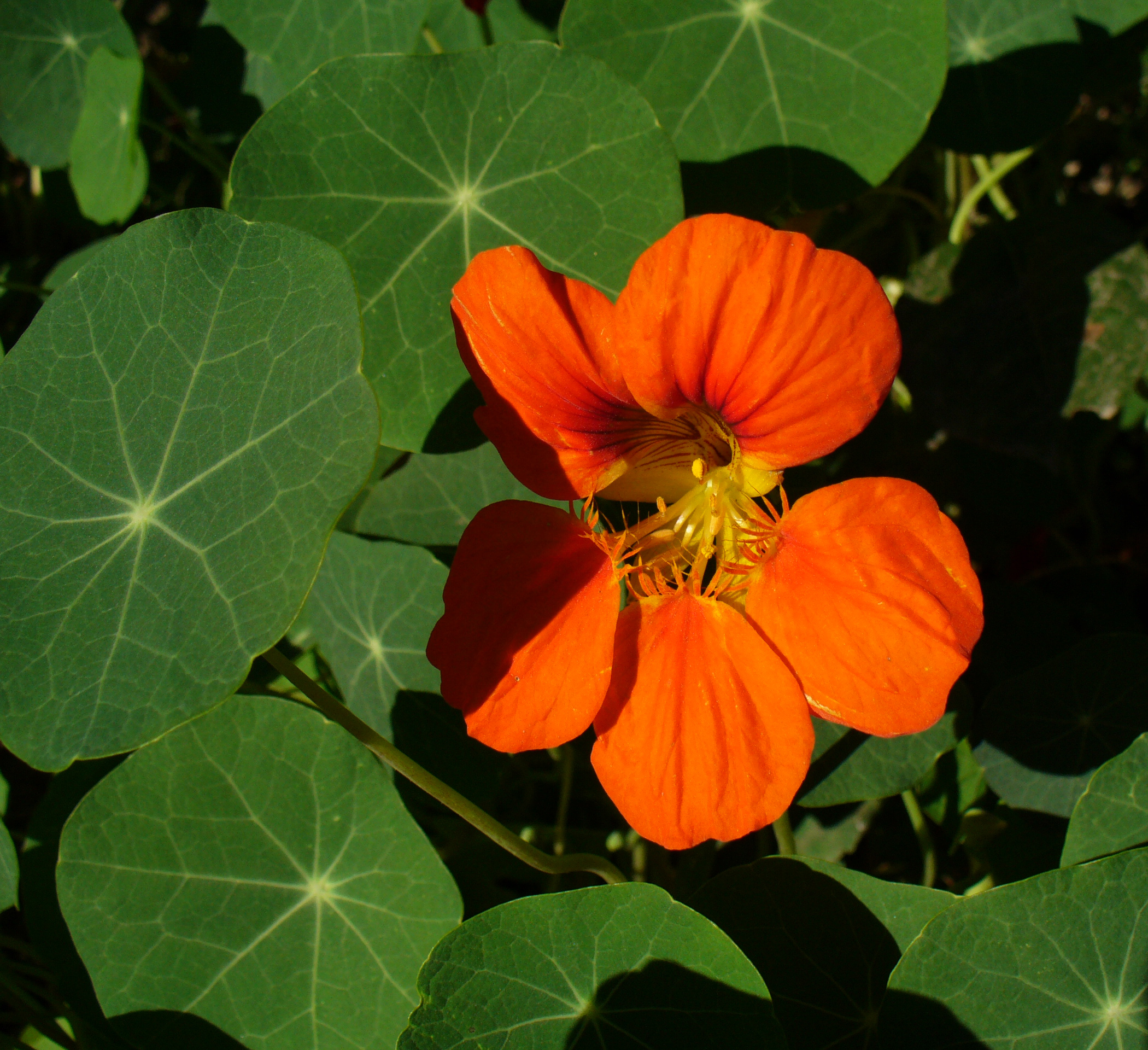 Tropaeolum majus 2005 G1
