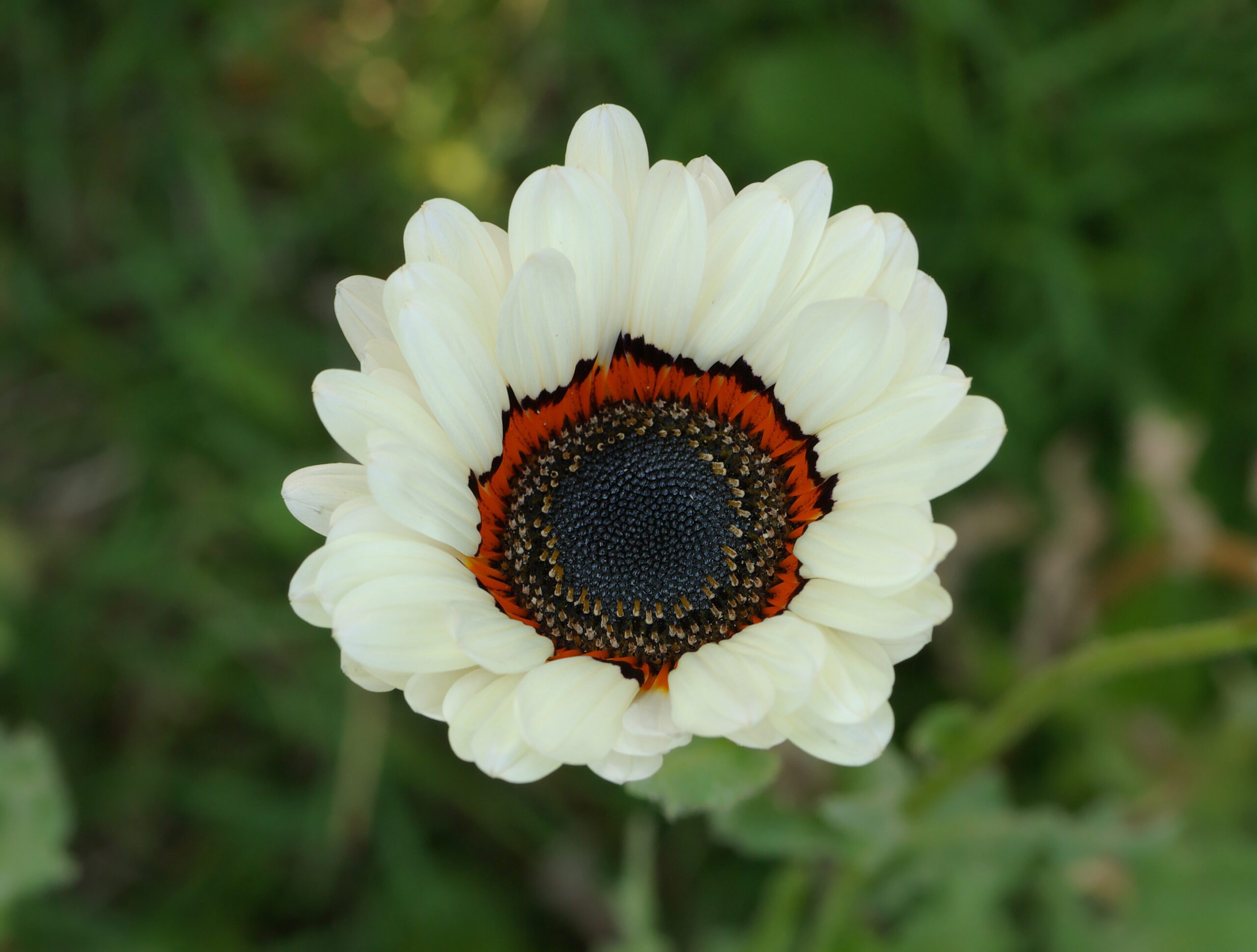 Venidium fastuosum - White