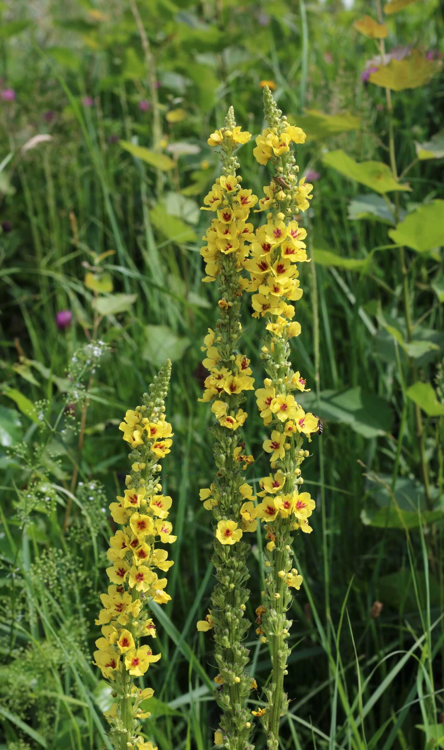 Verbascum nigrum 2016 G1
